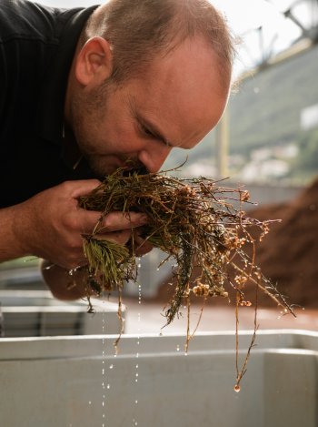 botanicals roner_image_botanicals.jpg